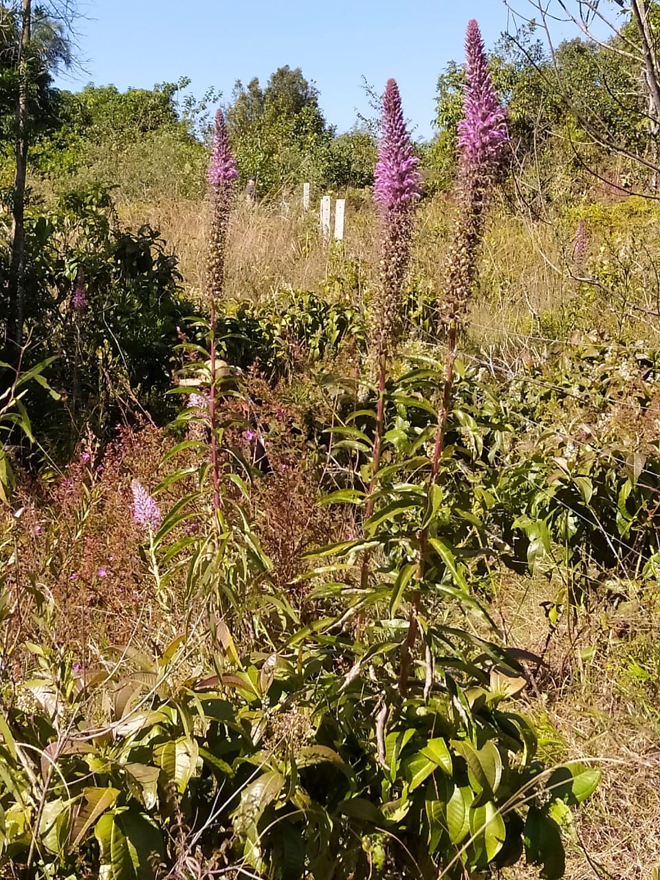 População com mais de 20 indivíduos de Lobelia brasiliensis é identificada no Parque Ecológico e Vivencial do Riacho Fundo I