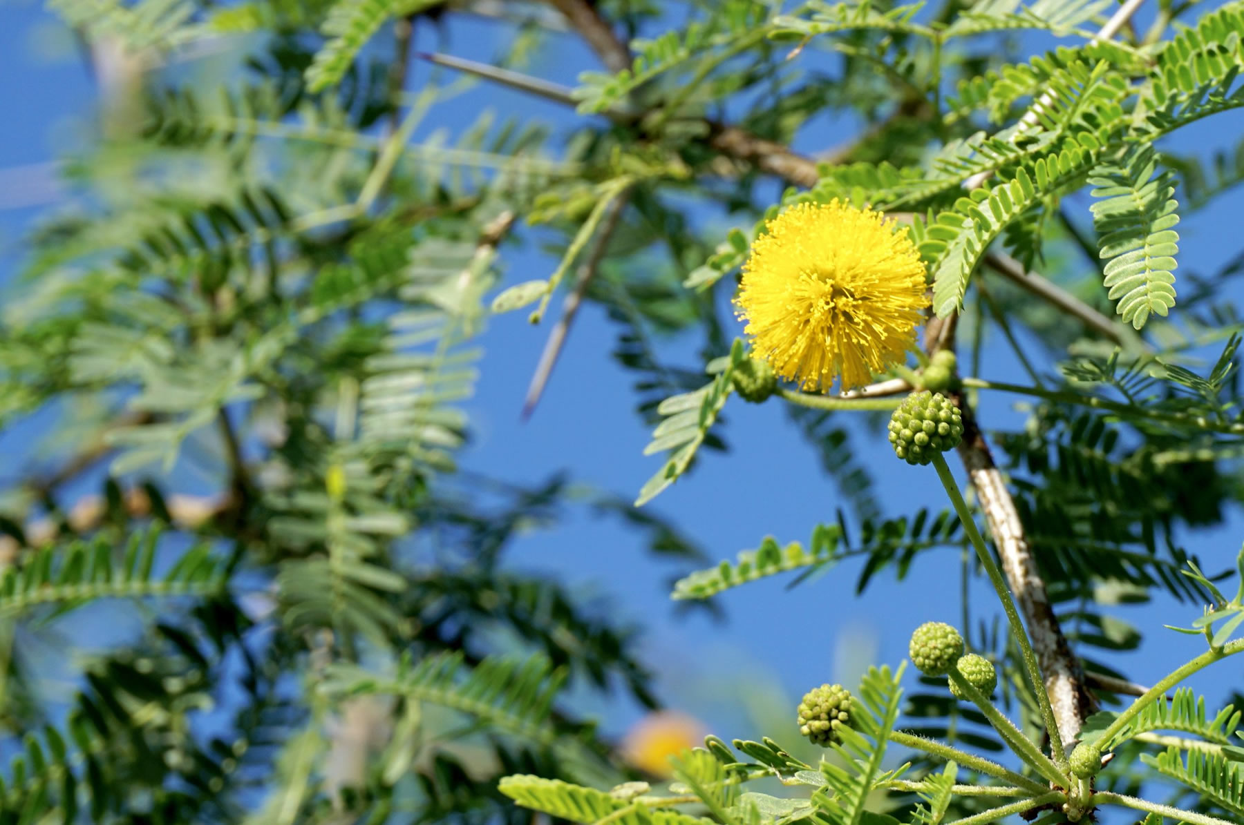 Acacia_farnesiana_3_TreeWorldWholesale