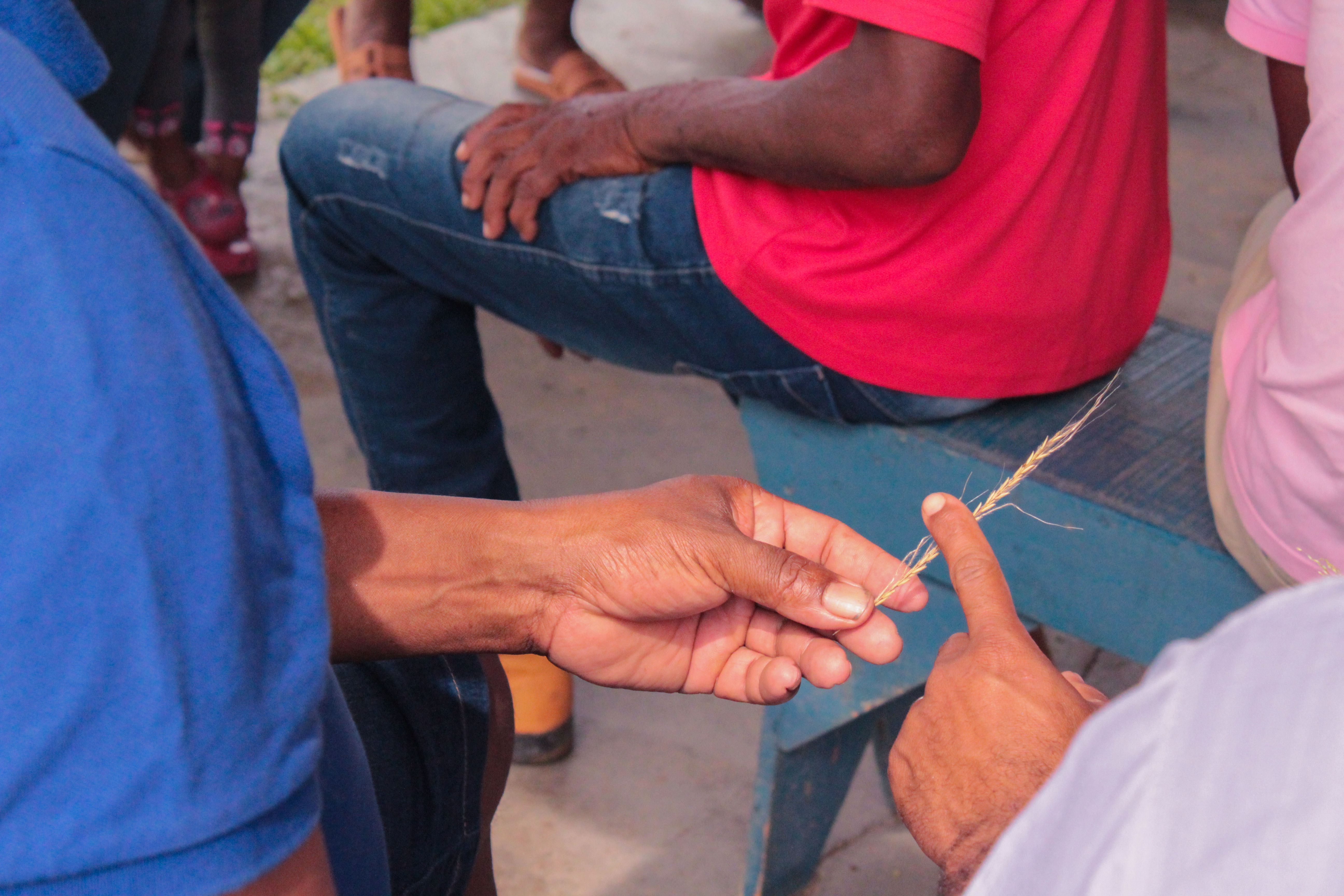 Projeto visa fortalecer a cadeia produtiva de sementes nativas – Foto Luana Santa Brígida 